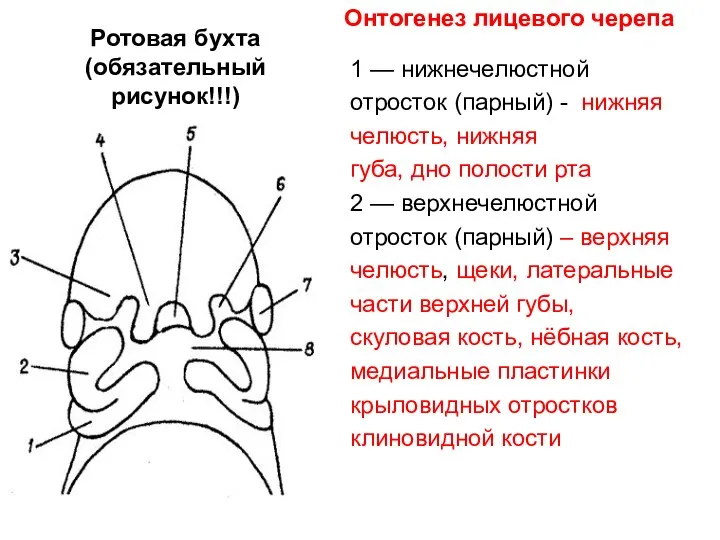 Ротовая бухта (обязательный рисунок!!!) 1 — нижнечелюстной отросток (парный) - нижняя челюсть,