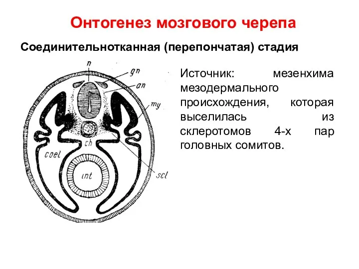 Источник: мезенхима мезодермального происхождения, которая выселилась из склеротомов 4-х пар головных сомитов.