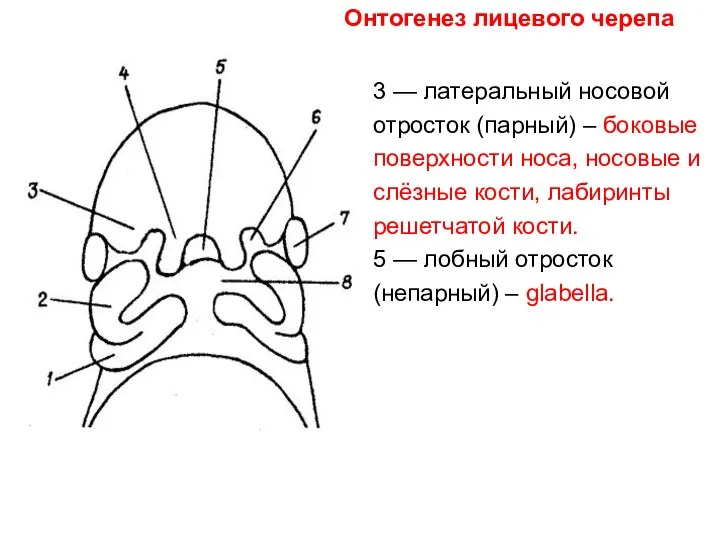 3 — латеральный носовой отросток (парный) – боковые поверхности носа, носовые и