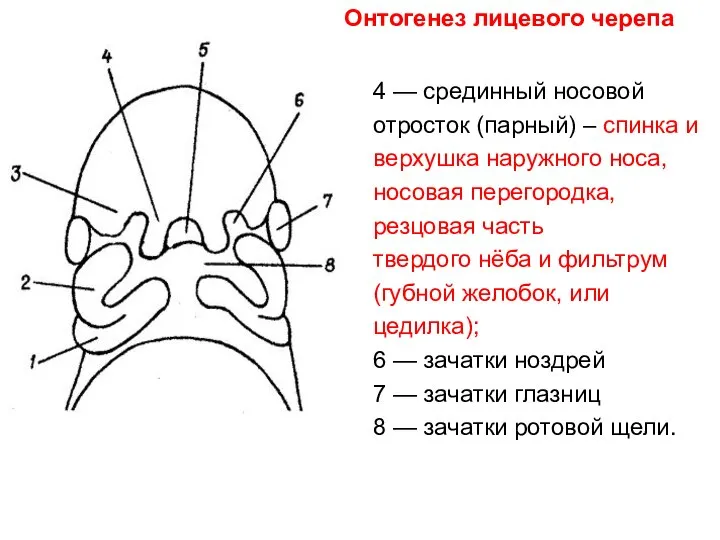 4 — срединный носовой отросток (парный) – спинка и верхушка наружного носа,