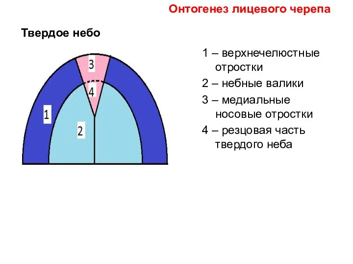 Твердое небо 1 – верхнечелюстные отростки 2 – небные валики 3 –