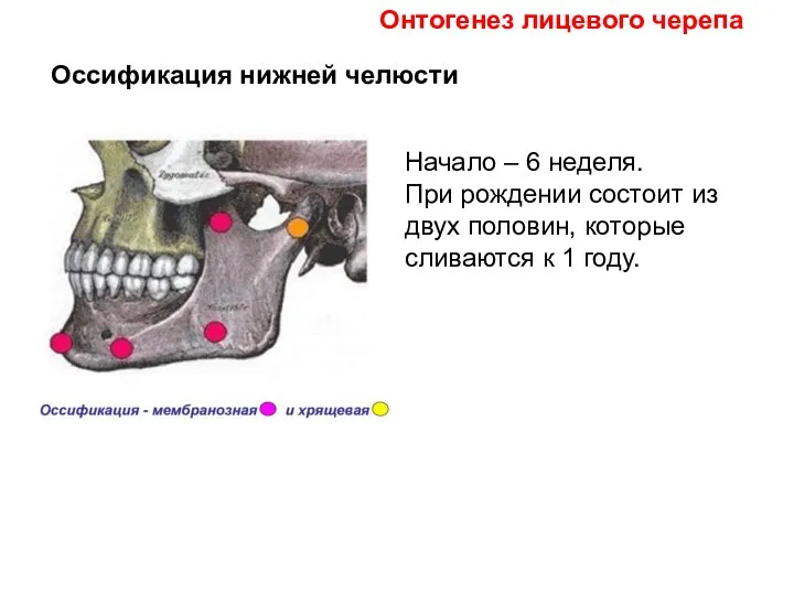 Оссификация нижней челюсти Начало – 6 неделя. При рождении состоит из двух