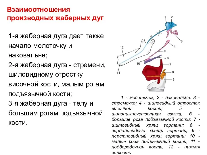 Взаимоотношения производных жаберных дуг 1-я жаберная дуга дает также начало молоточку и