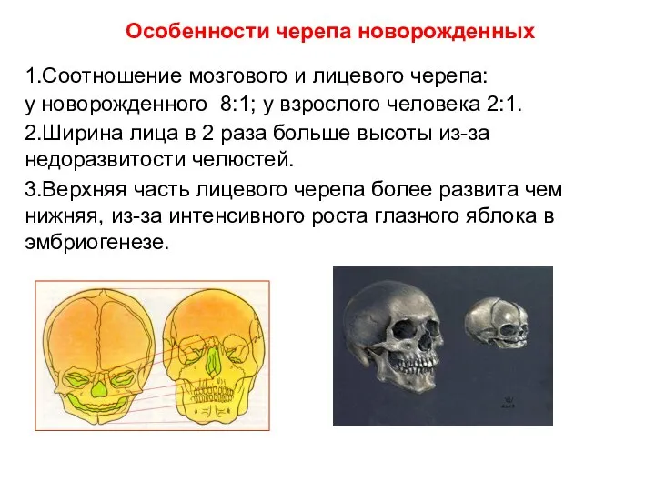 Особенности черепа новорожденных 1.Соотношение мозгового и лицевого черепа: у новорожденного 8:1; у