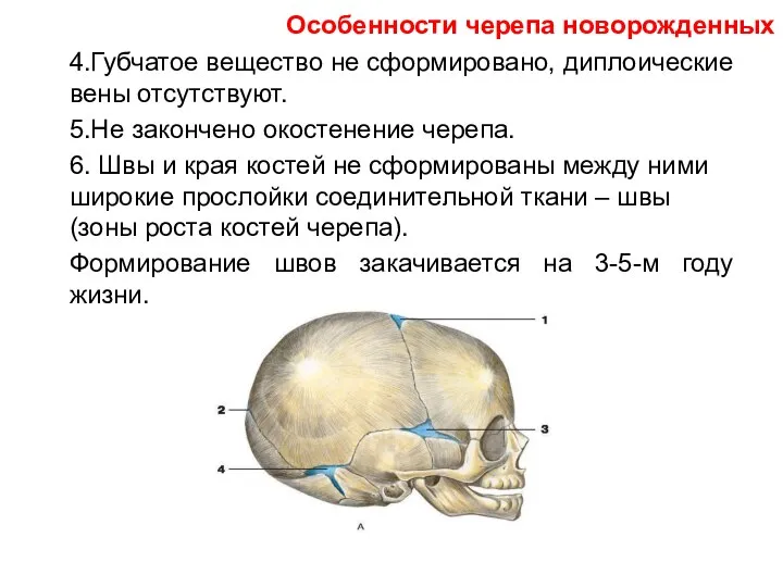 4.Губчатое вещество не сформировано, диплоические вены отсутствуют. 5.Не закончено окостенение черепа. 6.