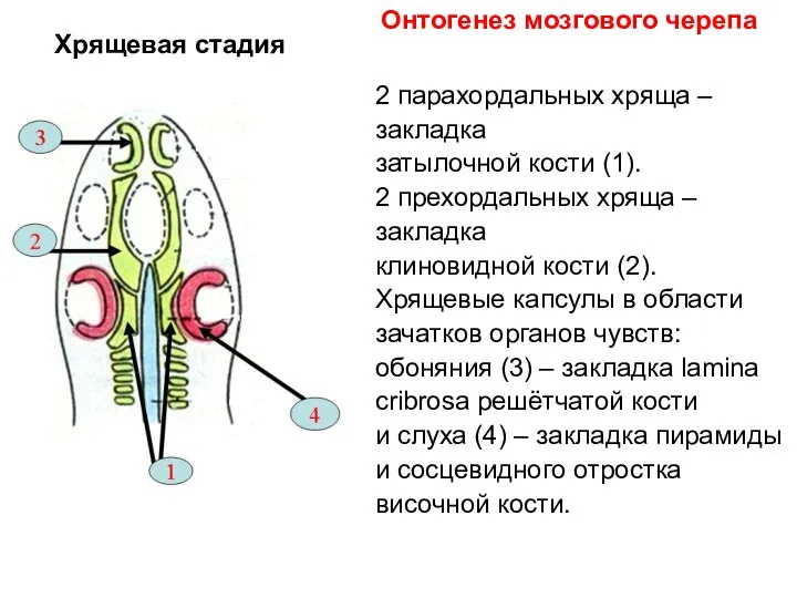 Хрящевая стадия 2 парахордальных хряща – закладка затылочной кости (1). 2 прехордальных