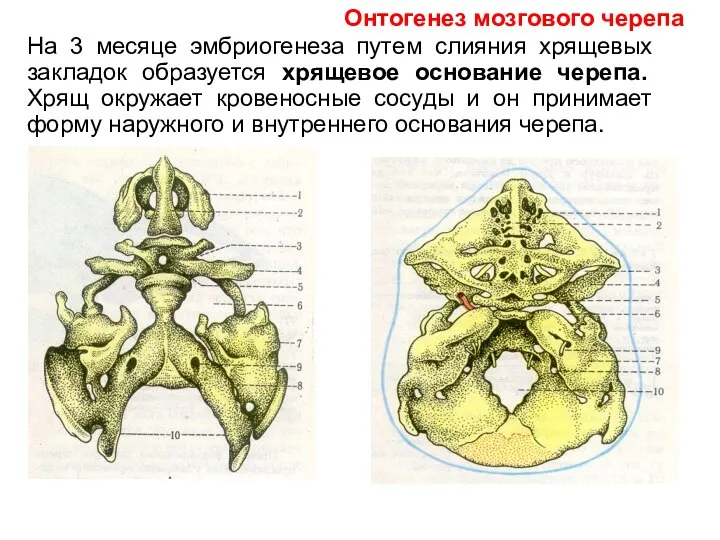 На 3 месяце эмбриогенеза путем слияния хрящевых закладок образуется хрящевое основание черепа.