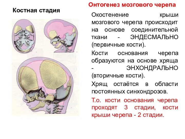 Окостенение крыши мозгового черепа происходит на основе соединительной ткани - ЭНДЕСМАЛЬНО (первичные