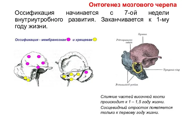 Оссификация начинается с 7-ой недели внутриутробного развития. Заканчивается к 1-му году жизни.