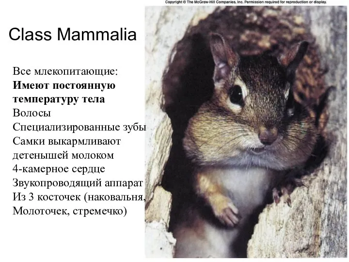 Class Mammalia Все млекопитающие: Имеют постоянную температуру тела Волосы Специализированные зубы Самки