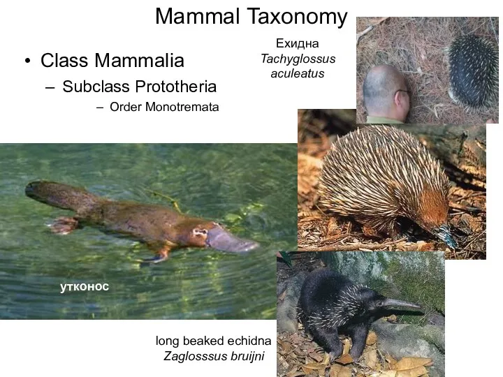 Mammal Taxonomy Class Mammalia Subclass Prototheria Order Monotremata утконос Ехидна Tachyglossus aculeatus