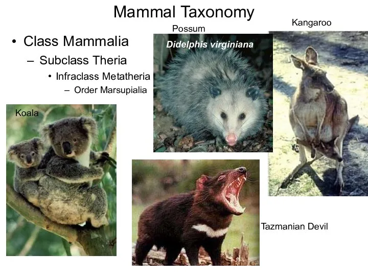 Mammal Taxonomy Class Mammalia Subclass Theria Infraclass Metatheria Order Marsupialia Koala Possum