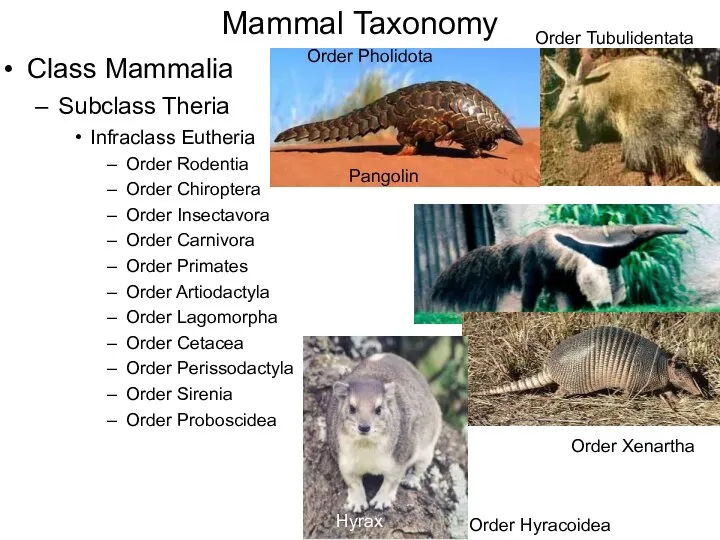 Mammal Taxonomy Class Mammalia Subclass Theria Infraclass Eutheria Order Rodentia Order Chiroptera
