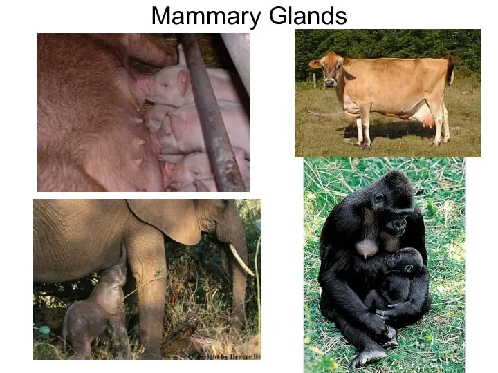 Mammary Glands