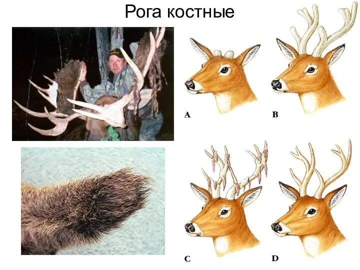 Рога костные