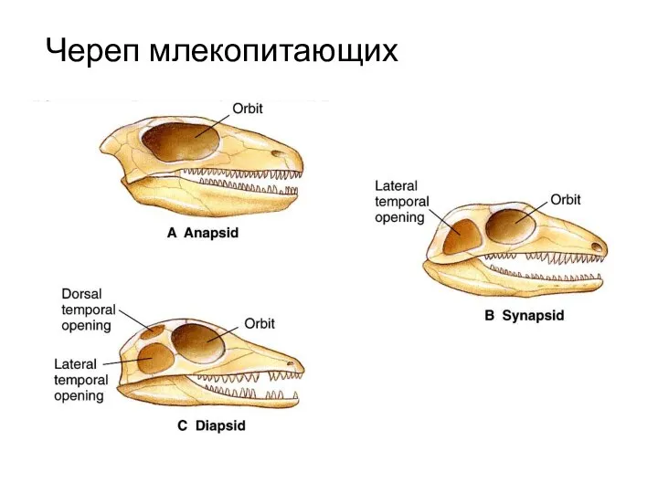 Череп млекопитающих