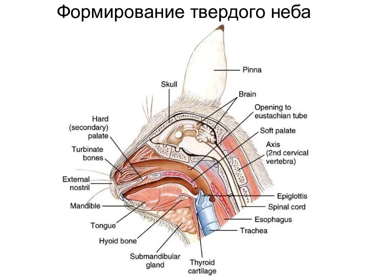 Формирование твердого неба