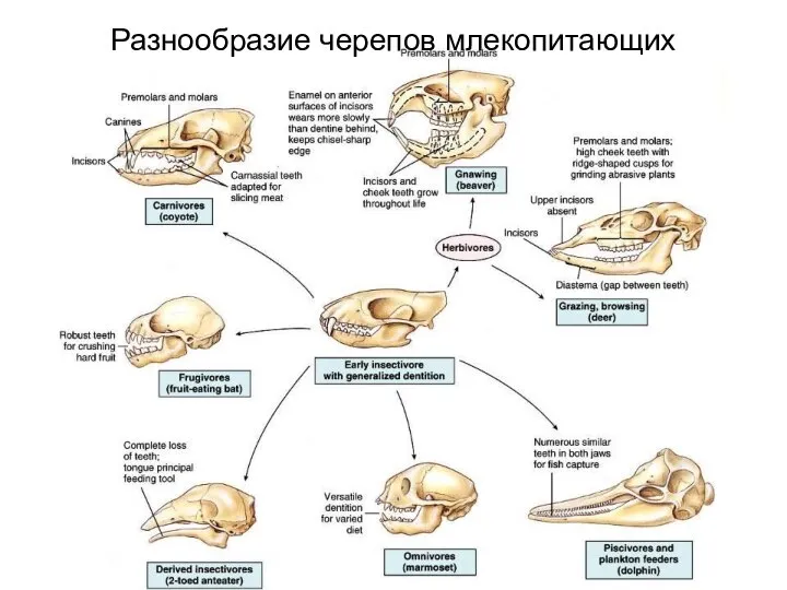 Разнообразие черепов млекопитающих
