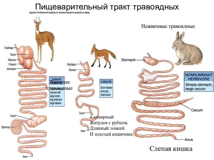 Жвачные травоядные Пищеварительный тракт травоядных Нежвачные травоядные 4-камерный Желудок с рубцом, Длинный