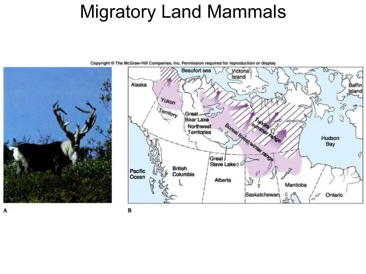 Migratory Land Mammals