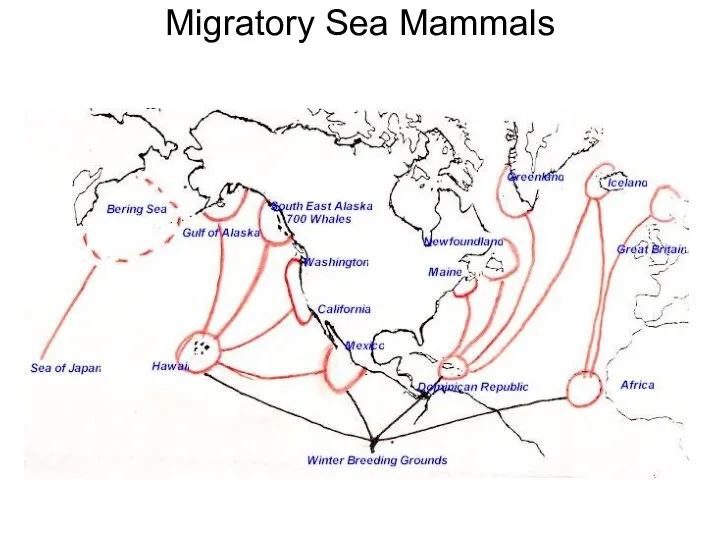 Migratory Sea Mammals