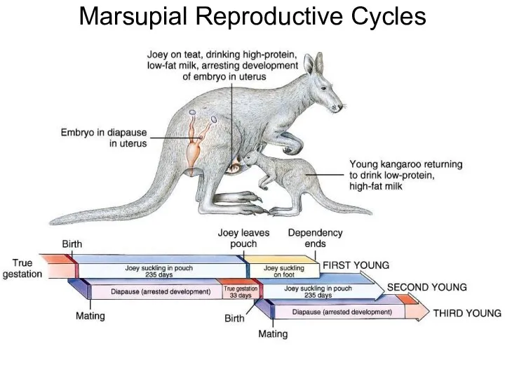 Marsupial Reproductive Cycles