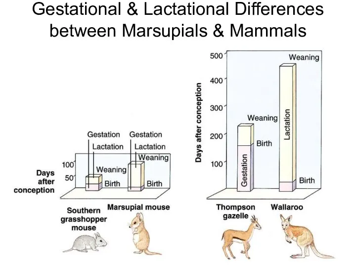 Gestational & Lactational Differences between Marsupials & Mammals