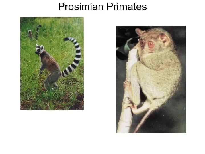 Prosimian Primates
