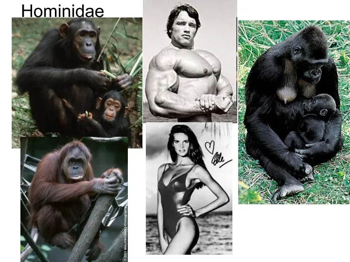 Hominidae