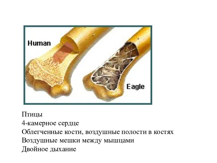 Птицы 4-камерное сердце Облегченные кости, воздушные полости в костях Воздушные мешки между мышцами Двойное дыхание