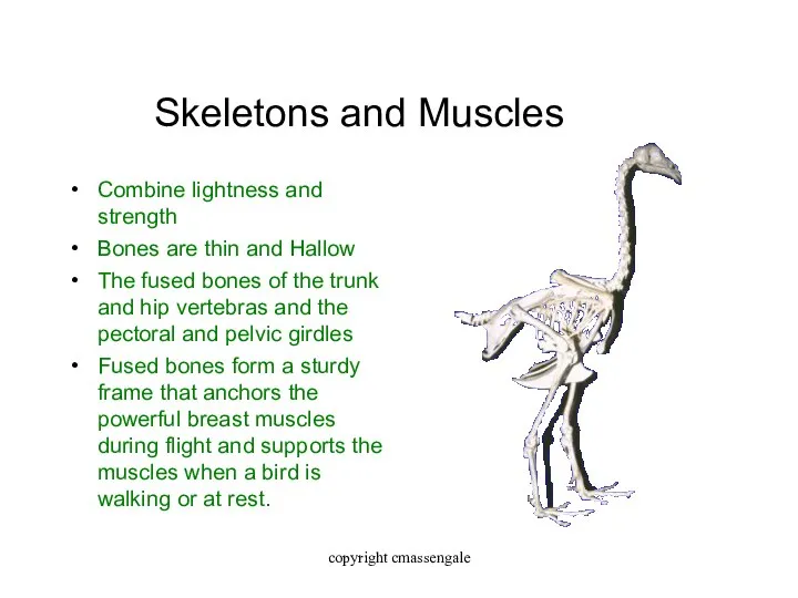 Skeletons and Muscles Combine lightness and strength Bones are thin and Hallow