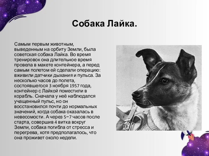Собака Лайка. Самым первым животным, выведенным на орбиту Земли, была советская собака
