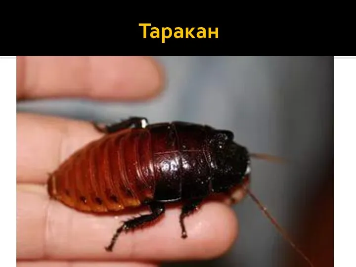 Таракан