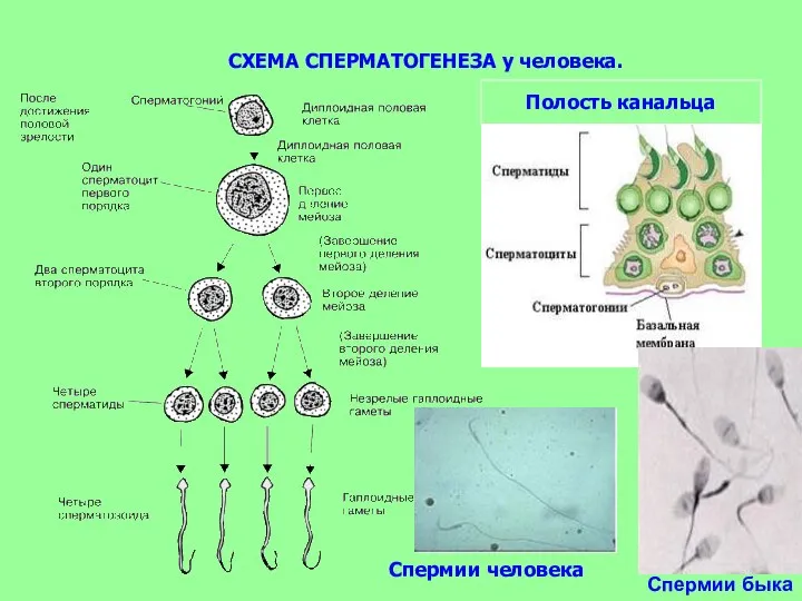 Спермии человека Спермии быка