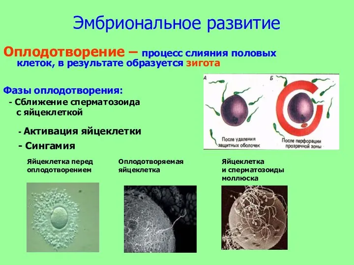 Эмбриональное развитие Оплодотворение – процесс слияния половых клеток, в результате образуется зигота