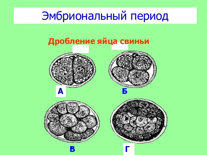 Эмбриональный период Дробление яйца свиньи