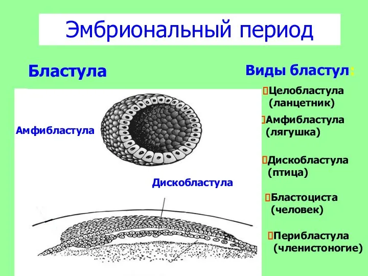 Эмбриональный период Бластула Виды бластул: Целобластула (ланцетник) Амфибластула (лягушка) Дискобластула(птица) Бластоциста (человек) Перибластула (членистоногие)