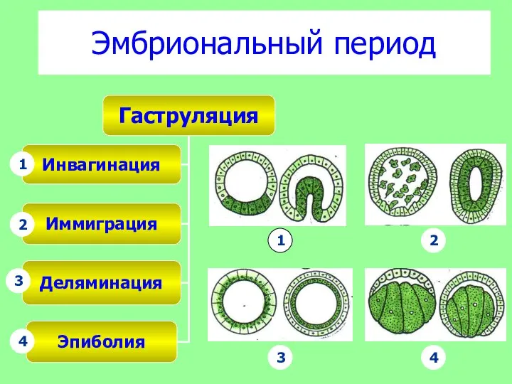 Эмбриональный период 4 3 2 1