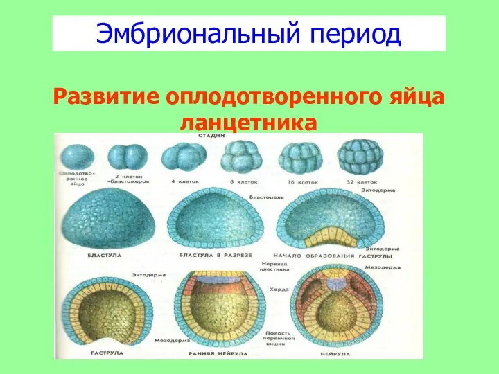 Эмбриональный период Развитие оплодотворенного яйца ланцетника