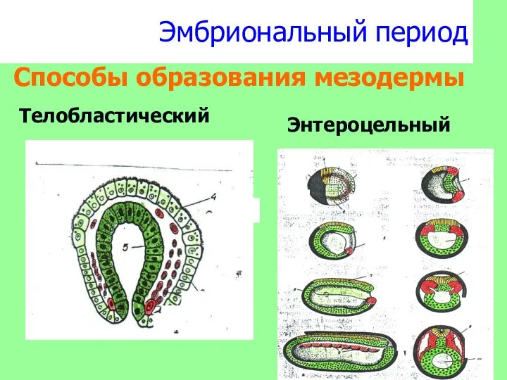 Эмбриональный период Способы образования мезодермы Телобластический Энтероцельный