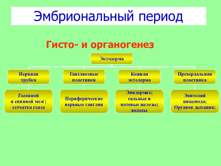 Эмбриональный период Гисто- и органогенез