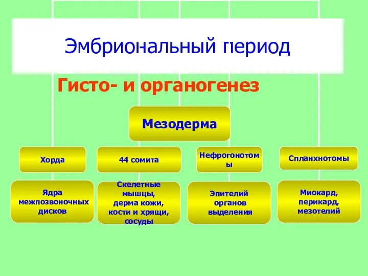 Эмбриональный период Гисто- и органогенез