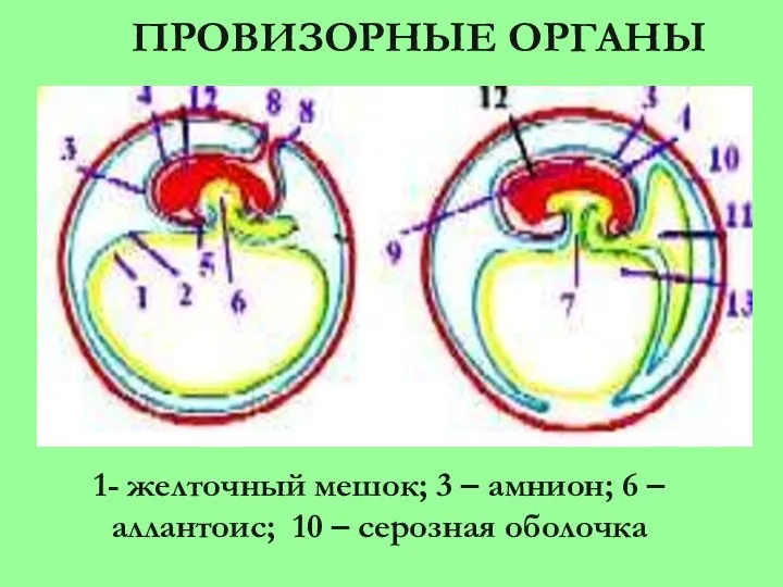 ПРОВИЗОРНЫЕ ОРГАНЫ 1- желточный мешок; 3 – амнион; 6 – аллантоис; 10 – серозная оболочка