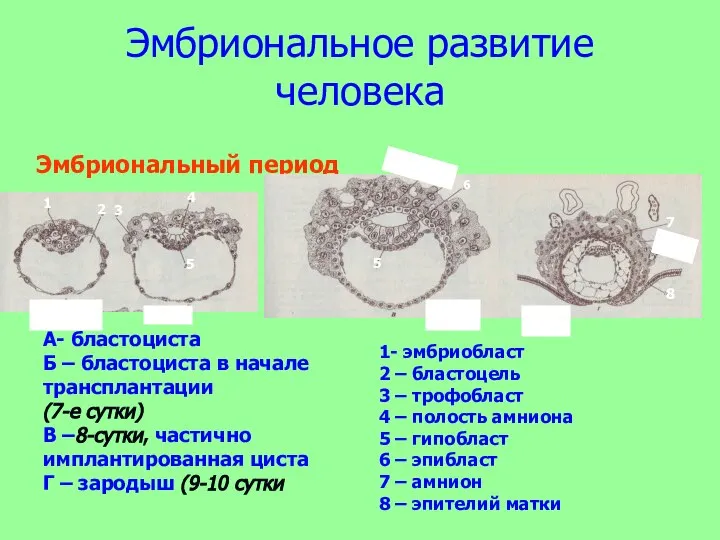 Эмбриональное развитие человека Эмбриональный период Б А В Г А- бластоциста Б