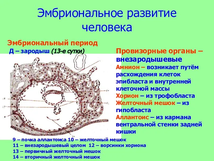 Эмбриональное развитие человека Эмбриональный период Д Д – зародыш (13-е сутки) 7