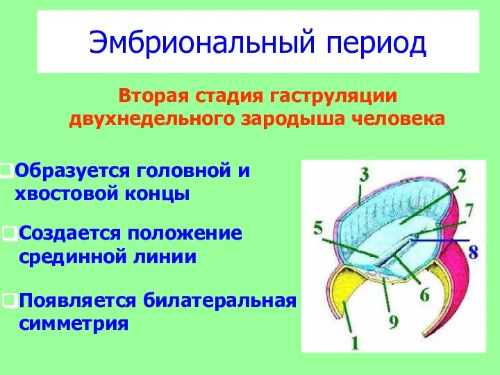 Эмбриональный период Вторая стадия гаструляции двухнедельного зародыша человека Образуется головной и хвостовой