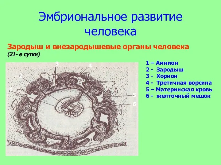 Эмбриональное развитие человека Зародыш и внезародышевые органы человека (21- е сутки) 1