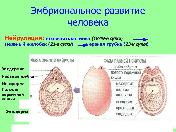 Эмбриональное развитие человека Эпидермис Нервная трубка Мезодерма Полость первичной кишки Энтодерма Нейруляция: