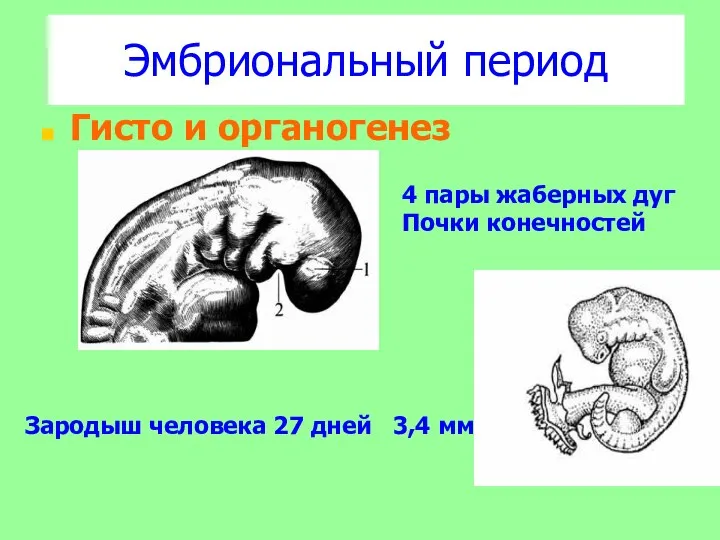 Эмбриональный период Гисто и органогенез Зародыш человека 27 дней 3,4 мм 4