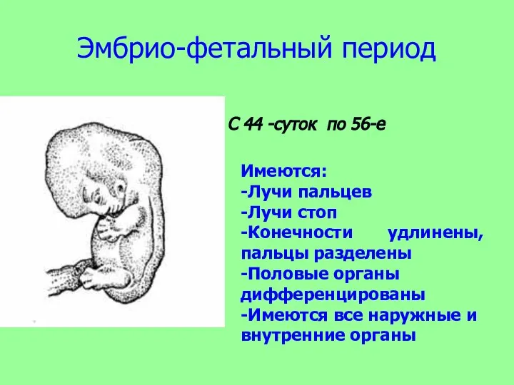 Эмбрио-фетальный период С 44 -суток по 56-е Имеются: -Лучи пальцев -Лучи стоп